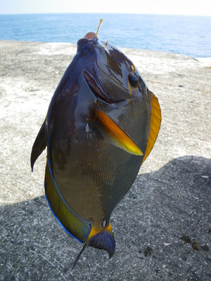 きれいな魚 (2).JPG